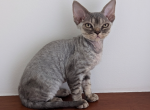 Marsel - Devon Rex Kitten For Sale - 