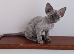 Margaret - Devon Rex Kitten For Sale - 