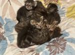 Bengal Beauties - Bengal Kitten For Sale - 