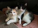 Domestic shorthair calico female SOLD - American Shorthair Kitten For Sale - Streamwood, IL, US