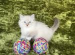 Broadway litter - Siberian Kitten For Sale - Plattsburgh, NY, US