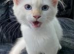 A1 Albino Siamese not Flame Point - Domestic Kitten For Sale - Wrightstown, NJ, US