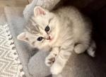 Scottish - Scottish Fold Kitten For Sale - Inman, SC, US