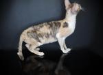 CAMILLE - Cornish Rex Kitten For Sale - 