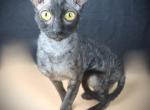 Tommy - Cornish Rex Kitten For Sale - 