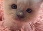 Cedar - Ragdoll Kitten For Sale - 