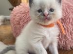 Juniper - Ragdoll Kitten For Sale - 