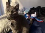 Jax - Russian Blue Kitten For Adoption - Constantia, NY, US