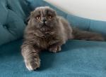 Scottish fold Tiffany - Scottish Fold Kitten For Sale - Chicago, IL, US