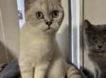 Cloe - Scottish Straight Kitten For Sale - Brooklyn, NY, US