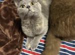 Leah - Scottish Straight Kitten For Sale - 