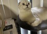 Stormy - Scottish Fold Kitten For Sale - Brooklyn, NY, US