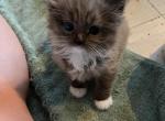 Sepia chocolate mitted with white chest - Ragdoll Kitten For Sale - 