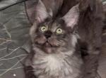 Cybercoon Smokey - Maine Coon Kitten For Sale - 