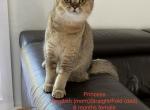 Princess - Scottish Straight Kitten For Sale - Atlanta, GA, US