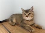 Daniel Tiger - Scottish Straight Kitten For Sale - Atlanta, GA, US