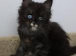 Eclipse - Maine Coon Kitten For Sale - NY, US