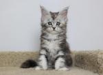 Trinity - Maine Coon Kitten For Sale - NY, US