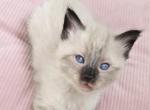 Softie Ball - Balinese Kitten For Sale - Phoenix, AZ, US