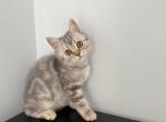 Lily is Sold - Scottish Straight Kitten For Sale - Atlanta, GA, US