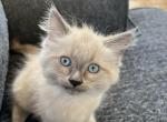 Balinese female kitten - Balinese Kitten For Sale - Plainfield, IL, US