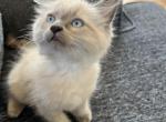 Balinese female kitten - Balinese Kitten For Sale - Plainfield, IL, US