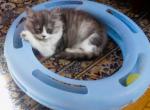 Rocky - British Shorthair Kitten For Sale - 