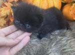 Hocus - Persian Kitten For Sale - 