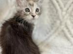 Amelie - Maine Coon Kitten For Sale - 