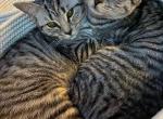 Isla and Jura - Scottish Straight Cat For Adoption - Jupiter, FL, US