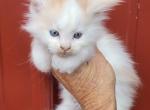 Prudy - Maine Coon Kitten For Sale - Ola, AR, US