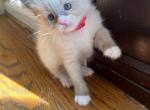 Willow - Ragdoll Kitten For Sale - Newark, DE, US