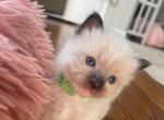 Rowan - Ragdoll Kitten For Sale - Newark, DE, US