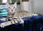 ARIA   super sweet kitten - Bengal Kitten For Sale - Naples, FL, US