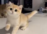 Beautiful British Shorthair Black golden girl - British Shorthair Kitten For Sale - Brooklyn, NY, US