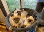 Siamese Kittens - Siamese Kitten For Sale - 