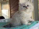 Olivia - Siberian Kitten For Sale - Norwalk, CT, US