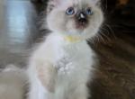 Yellow Collar - Ragdoll Kitten For Sale - Saint Paul, MN, US