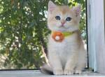 B019 - British Shorthair Kitten For Sale - Los Angeles, CA, US