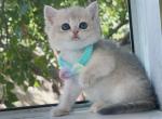 B020 - British Shorthair Kitten For Sale - Los Angeles, CA, US