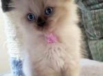 Pink - Ragdoll Kitten For Sale - 