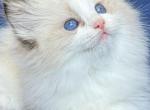 CINDY - Ragdoll Kitten For Sale - 