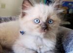 Blue - Ragdoll Kitten For Sale - 