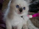 Black - Ragdoll Kitten For Sale - Vandergrift, PA, US