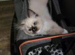 Purple Collar - Ragdoll Kitten For Sale - Saint Paul, MN, US