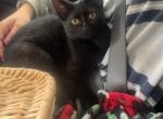 Lucifer - Domestic Kitten For Adoption - Beaverton, OR, US