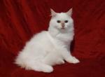 Cinnamon Mitted Male in Mystique's litter - Ragdoll Kitten For Sale - 