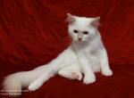 Lilac Mitted Male in Crystal's litter - Ragdoll Kitten For Sale - 