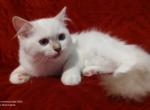 Chocolate Lynx Mitted Female in Maggie's Litter - Ragdoll Kitten For Sale - 