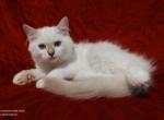 Chocolate Silver Lynx Point Female in Dandy Lion's - Ragdoll Kitten For Sale - 